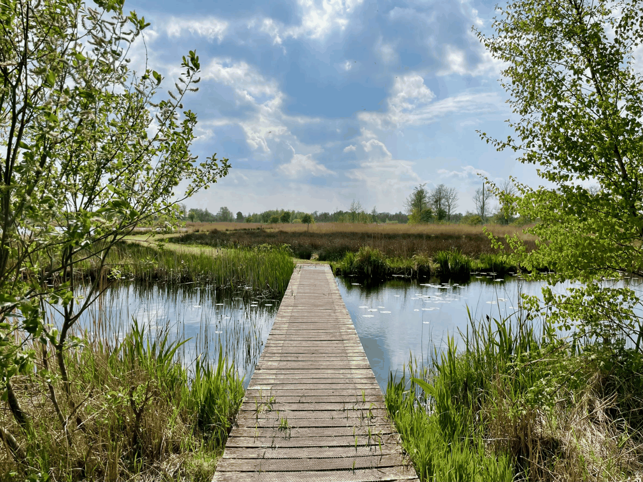 Natuur in De Alde Feanen nabij Oudega (Smallingerland)