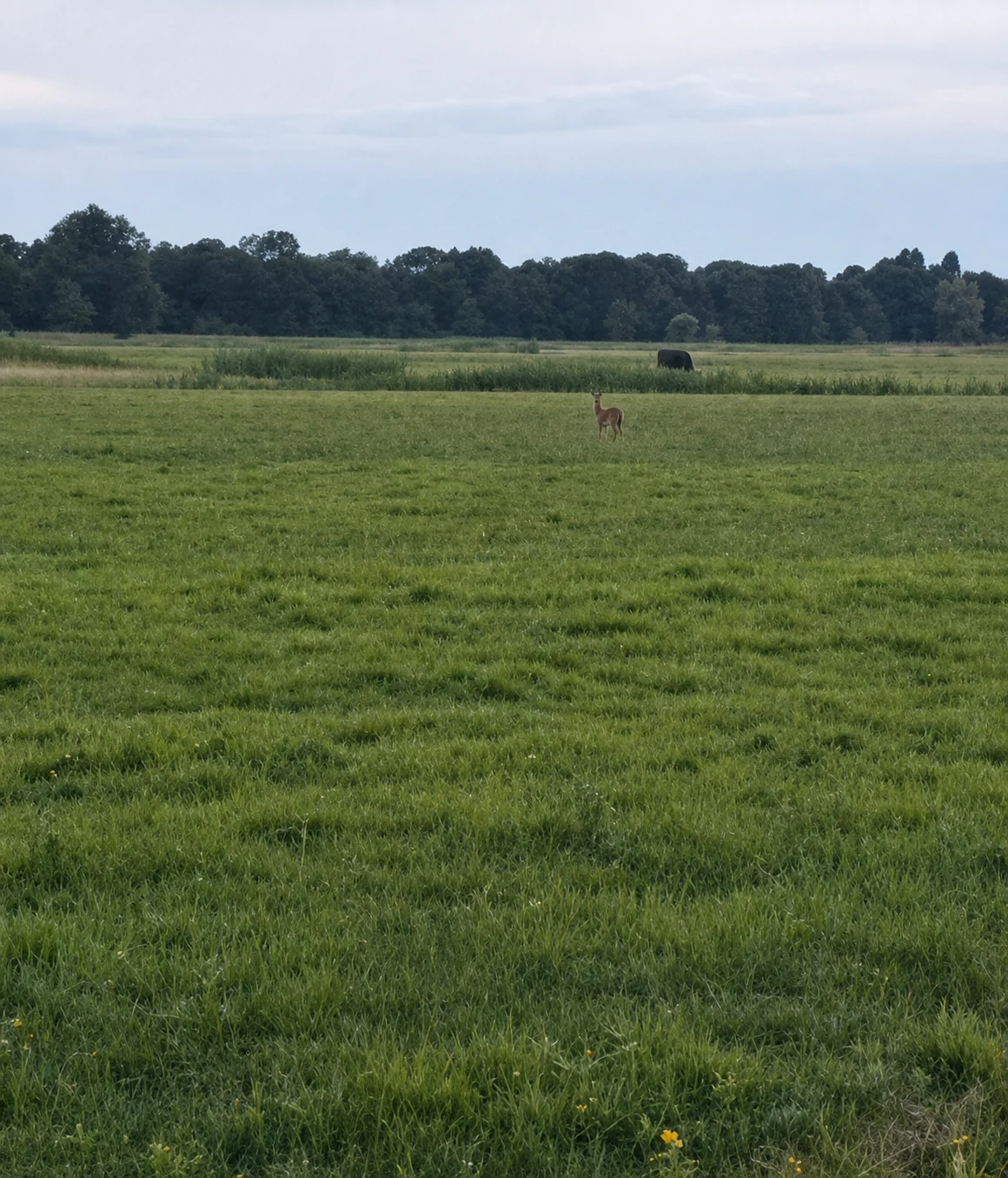 Hert in een weiland rondom Oudega